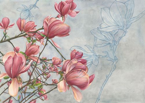 Cristina Iotti: Magnolia in bloom